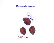 Escobaria laredoi seeds.jpg